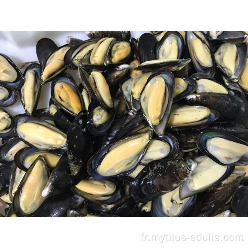 Moules bouillies congelées savoureuses et délicieuses de haute qualité avec prix d&#39;usine